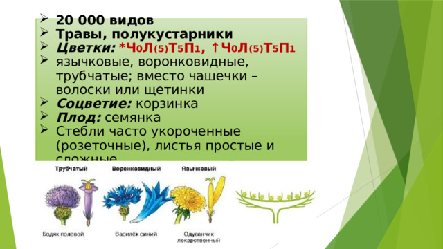 20 000 видов Травы, полукустарники Цветки:  *Ч 0 Л (5) Т 5 П 1 , ↑Ч 0 Л (5) Т 5 П 1 язычковые, воронковидные, трубчатые; вместо чашечки – волоски или щетинки Соцветие: корзинка Плод: семянка Стебли часто укороченные (розеточные), листья простые и сложные 