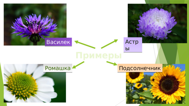 Астры Василек Примеры Ромашка Подсолнечник 