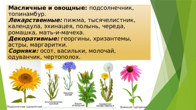 Масличные и овощные: подсолнечник, топинамбур. Лекарственные: пижма, тысячелистник, календула, эхинацея, полынь, череда, ромашка, мать-и-мачеха. Декоративные: георгины, хризантемы, астры, маргаритки. Сорняки: осот, васильки, молочай, одуванчик, чертополох. Подсолнечник однолетний Эхинацея пурпурная 