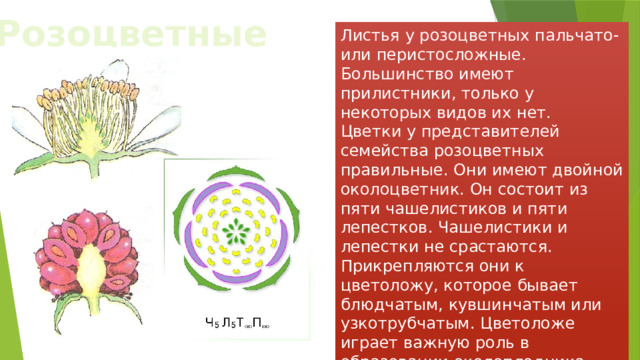 Какое строение имеют цветки розоцветных растений