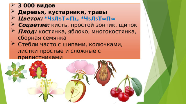 3 000 видов Деревья, кустарники, травы Цветок:  *Ч 5 Л 5 Т∞П 1 , *Ч 5 Л 5 Т∞П∞ Соцветие: кисть, простой зонтик, щиток Плод: костянка, яблоко, многокостянка, сборная семянка Стебли часто с шипами, колючками, листки простые и сложные с прилистниками 