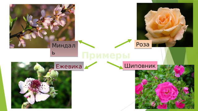 Роза Миндаль Примеры Шиповник Ежевика 