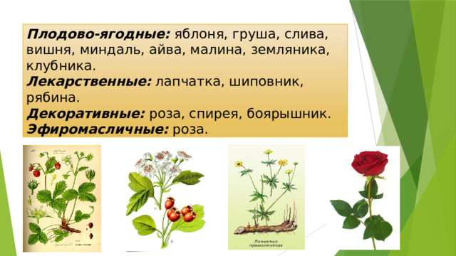 Плодово-ягодные: яблоня, груша, слива, вишня, миндаль, айва, малина, земляника, клубника. Лекарственные: лапчатка, шиповник, рябина. Декоративные: роза, спирея, боярышник. Эфиромасличные: роза. 