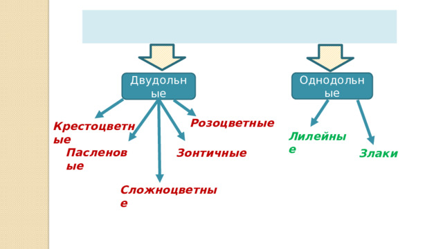 Покрытосеменные Однодольные Двудольные Розоцветные Крестоцветные Лилейные Пасленовые Зонтичные Злаки Сложноцветные 