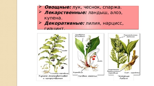 Овощные: лук, чеснок, спаржа. Лекарственные: ландыш, алоэ, купена. Декоративные: лилия, нарцисс, гиацинт. 