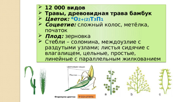 12 000 видов Травы, древовидная трава бамбук Цветок:  *О 2+(2) Т 3 П 1 Соцветие: сложный колос, метёлка, початок Плод: зерновка Стебли – соломина, междоузлие с раздутыми узлами; листья сидячие с влагалищем, цельные, простые, линейные с параллельным жилкованием 