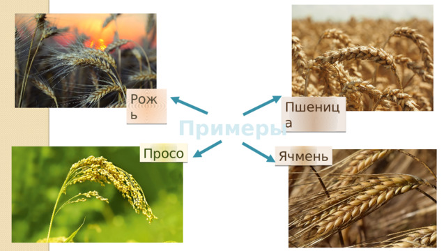 Рожь Пшеница Примеры Просо Ячмень 