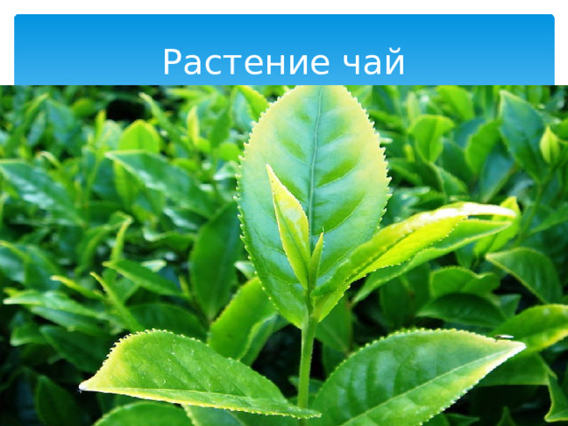 Растение чай 
