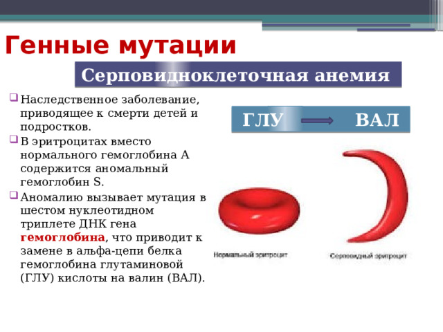 Генные мутации Серповидноклеточная анемия Наследственное заболевание, приводящее к смерти детей и подростков. В эритроцитах вместо нормального гемоглобина A содержится аномальный гемоглобин S. Аномалию вызывает мутация в шестом нуклеотидном триплете ДНК гена гемоглобина , что приводит к замене в альфа-цепи белка гемоглобина глутаминовой (ГЛУ) кислоты на валин (ВАЛ). ГЛУ ВАЛ 