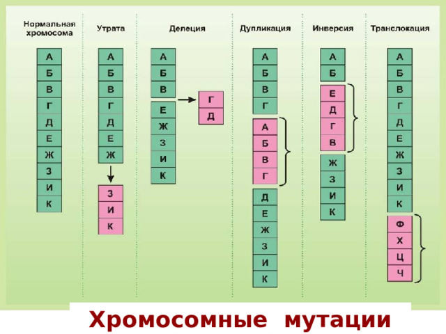 Хромосомные мутации 