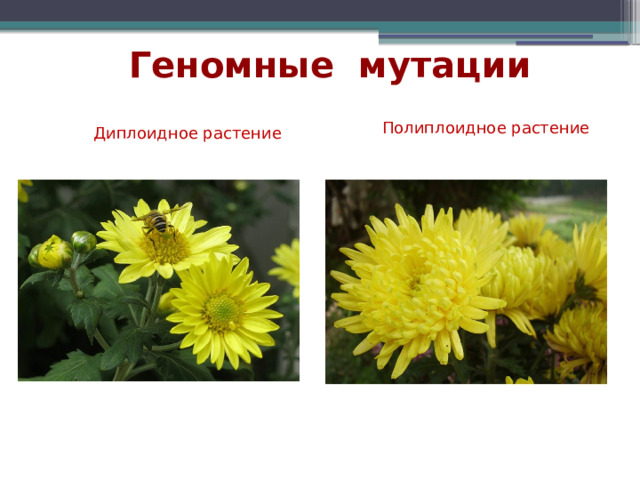 Геномные мутации Полиплоидное растение  Диплоидное растение  