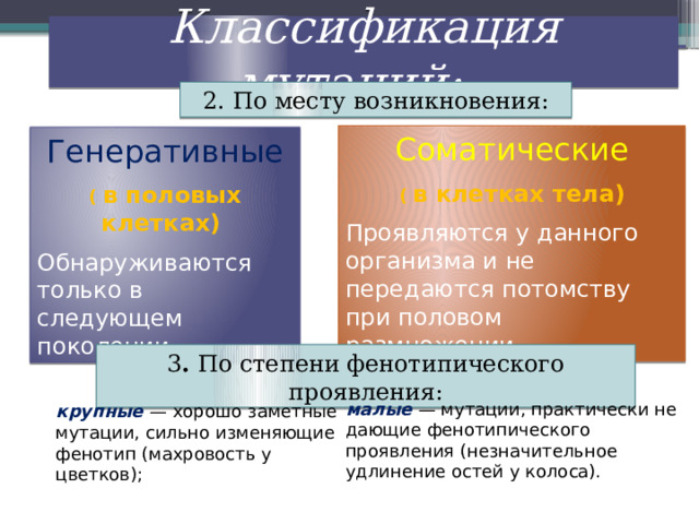 Классификация мутаций: 2. По месту возникновения: Соматические ( в клетках тела) Проявляются у данного организма и не передаются потомству при половом размножении Генеративные ( в половых клетках) Обнаруживаются только в следующем поколении 3 . По степени фенотипического проявления: малые  — мутации, практически не дающие фенотипического проявления (незначительное удлинение остей у колоса). крупные  — хорошо заметные мутации, сильно изменяющие фенотип (махровость у цветков); 