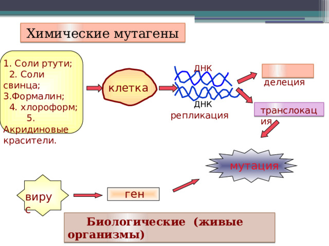Химические мутагены 1. Соли ртути; 2. Соли свинца; 3.Формалин; 4. хлороформ; 5. Акридиновые красители. ДНК  делеция клетка ДНК транслокация репликация мутация ген вирус  Биологические (живые организмы) 