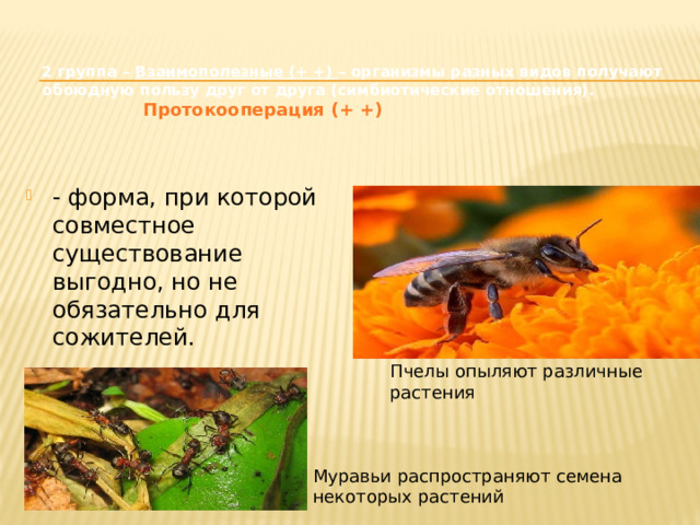 2 группа – Взаимополезные (+ +) – организмы разных видов получают обоюдную пользу друг от друга (симбиотические отношения).   Протокооперация ( + +) - форма, при которой совместное существование выгодно, но не обязательно для сожителей. Пчелы опыляют различные растения Муравьи распространяют семена некоторых растений 