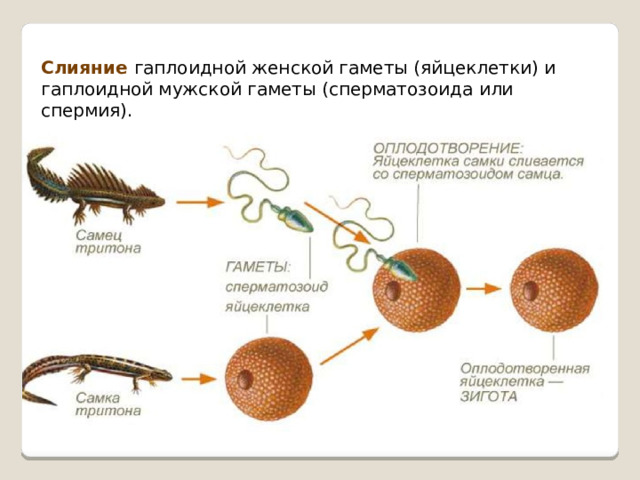 Слияние гаплоидной женской гаметы (яйцеклетки) и гаплоидной мужской гаметы (сперматозоида или спермия).   