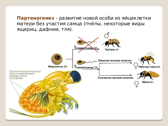 Партеногенез - развитие новой особи из яйцеклетки матери без участия самца (пчёлы, некоторые виды ящериц, дафнии, тля). 