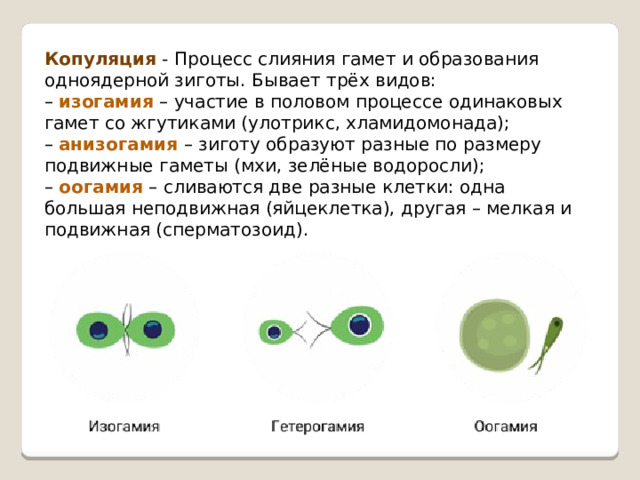 Копуляция - Процесс слияния гамет и образования одноядерной зиготы. Бывает трёх видов: – изогамия – участие в половом процессе одинаковых гамет со жгутиками (улотрикс, хламидомонада); – анизогамия – зиготу образуют разные по размеру подвижные гаметы (мхи, зелёные водоросли); – оогамия – сливаются две разные клетки: одна большая неподвижная (яйцеклетка), другая – мелкая и подвижная (сперматозоид). 