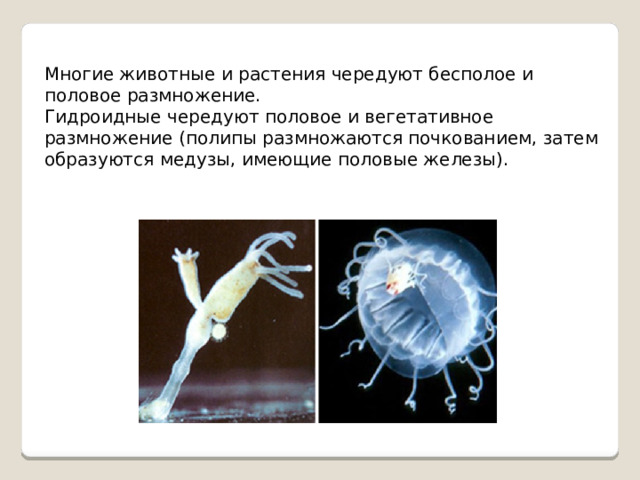Многие животные и растения чередуют бесполое и половое размножение. Гидроидные чередуют половое и вегетативное размножение (полипы размножаются почкованием, затем образуются медузы, имеющие половые железы). 