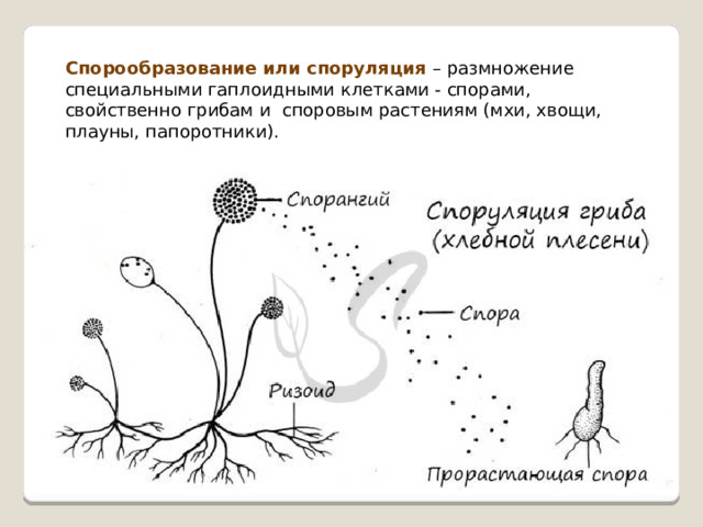 Спорообразование или споруляция – размножение специальными гаплоидными клетками - спорами, свойственно грибам и споровым растениям (мхи, хвощи, плауны, папоротники). 