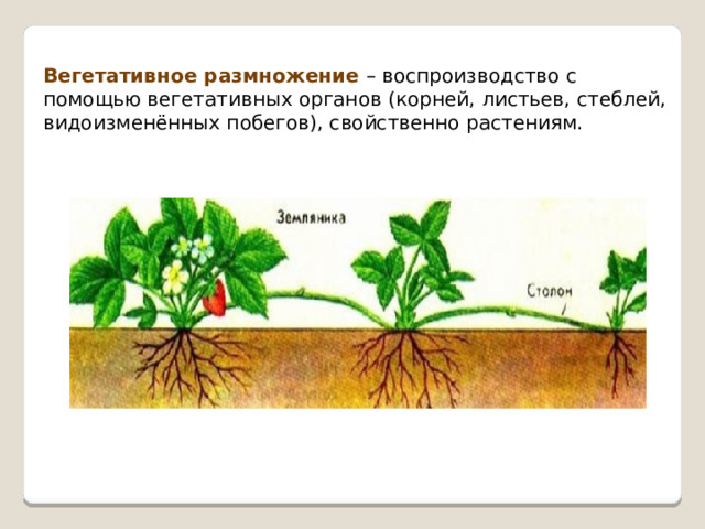 Вегетативное размножение – воспроизводство с помощью вегетативных органов (корней, листьев, стеблей, видоизменённых побегов), свойственно растениям. 