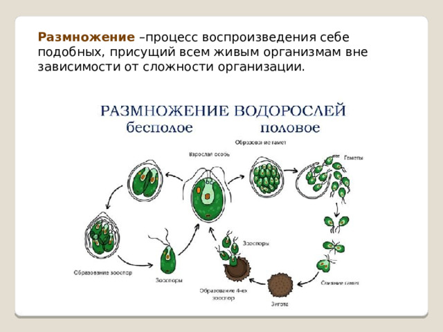 Индивидуальное размножение организма