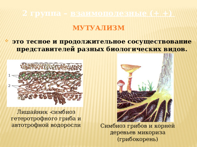 2 группа – взаимополезные (+ +) МУТУАЛИЗМ это тесное и продолжительное сосуществование представителей разных биологических видов. Лишайник -симбиоз гетеротрофного гриба и автотрофной водоросли Симбиоз грибов и корней деревьев микориза (грибокорень) 