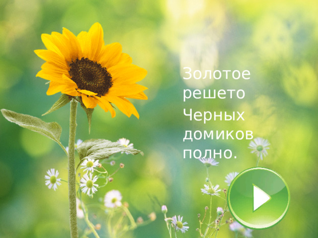 Золотое решето Черных домиков полно. 