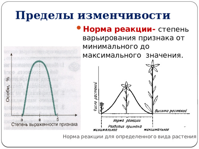 Пределы изменчивости   Норма реакции- степень варьирования признака от минимального до максимального значения. Норма реакции для определенного вида растения 