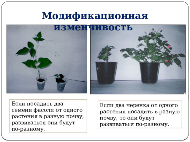 Модификационная изменчивость Если посадить два семени фасоли от одного растения в разную почву, развиваться они будут по-разному. Если два черенка от одного растения посадить в разную почву, то они будут развиваться по-разному. 