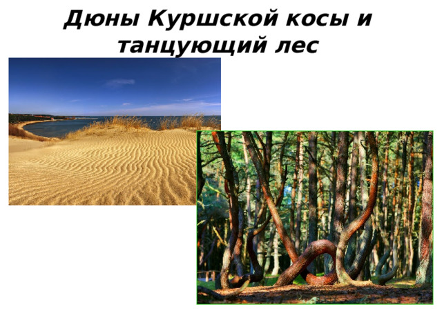 Дюны Куршской косы и танцующий лес 