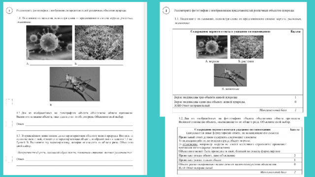 Впр демо биология 2023 6 класс