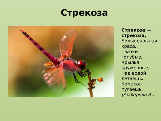 Стрекоза Стрекоза — стрекоза,  Большекрылая краса.  Глазки голубые,  Крылья кружевные,  Над водой летаешь,  Комаров пугаешь. (Алферова А.) 