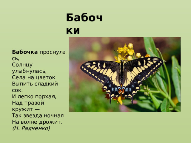 Бабочки Бабочка  проснулась,  Солнцу улыбнулась,  Села на цветок  Выпить сладкий сок.  И легко порхая,  Над травой кружит —  Так звезда ночная  На волне дрожит. (Н. Радченко) 