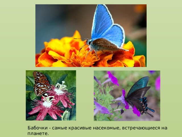 Бабочки - самые красивые насекомые, встречающиеся на планете. 