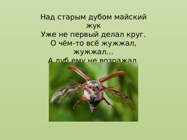 Над старым дубом майский жук Уже не первый делал круг. О чём-то всё жужжал, жужжал… А дуб ему не возражал. (Керстен Т.) 