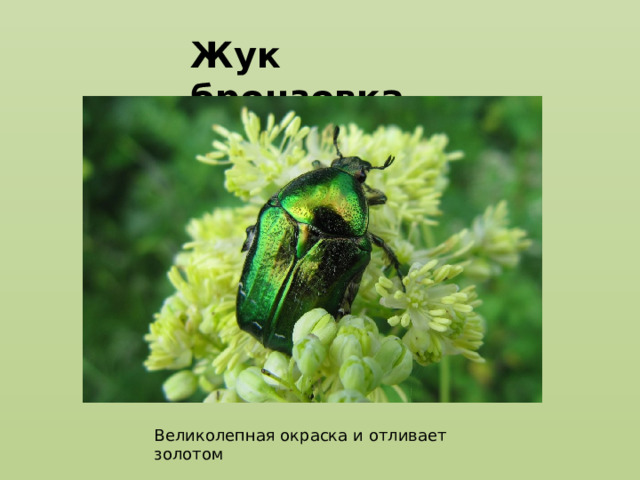 Жук бронзовка Великолепная окраска и отливает золотом 