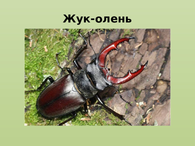 Жук-олень 