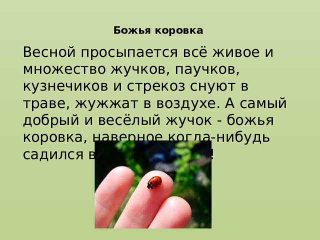  Божья коровка   Весной просыпается всё живое и множество жучков, паучков, кузнечиков и стрекоз снуют в траве, жужжат в воздухе. А самый добрый и весёлый жучок - божья коровка, наверное когда-нибудь садился вам на ладошку! 