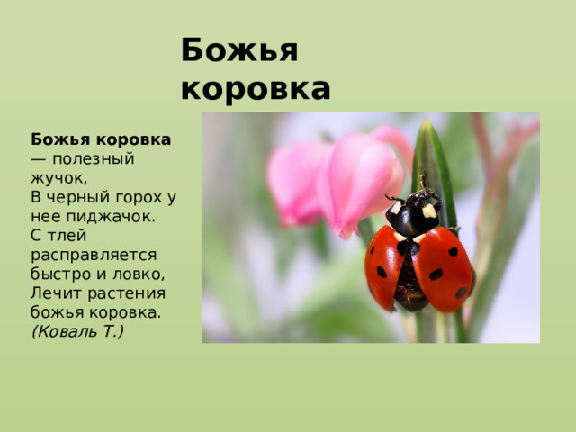 Божья коровка Божья коровка — полезный жучок,  В черный горох у нее пиджачок.  С тлей расправляется быстро и ловко,  Лечит растения божья коровка. (Коваль Т.) 