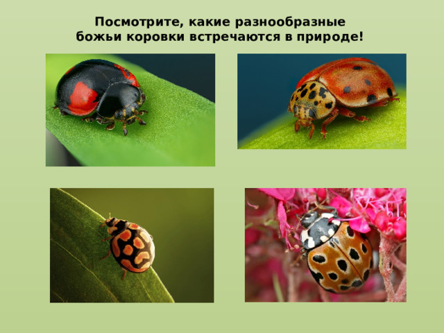 Посмотрите, какие разнообразные божьи коровки встречаются в природе!  