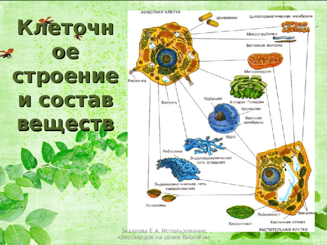 Клеточное строение и состав веществ Захарова Е.А. Использование кроссвордов на уроке биологии 