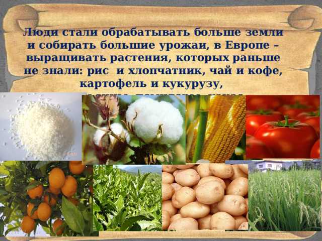  Люди стали обрабатывать больше земли и собирать большие урожаи, в Европе – выращивать растения, которых раньше не знали: рис и хлопчатник, чай и кофе, картофель и кукурузу, апельсины, помидоры, какао. 