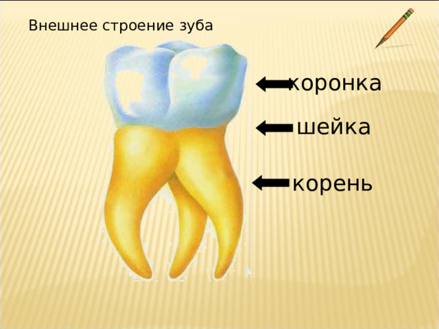 7 и 8 зуб. Строение зубов биология 8 класс. Внешнее строение зуба 8 класс биология. Строение зуба коронка шейка. Строение зуба биология 8 класс.