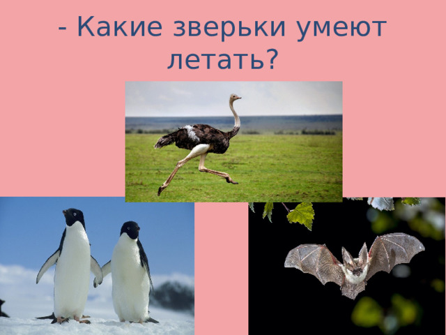 - Какие зверьки умеют летать? 