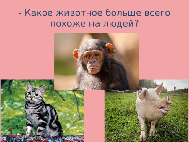- Какое животное больше всего похоже на людей? 