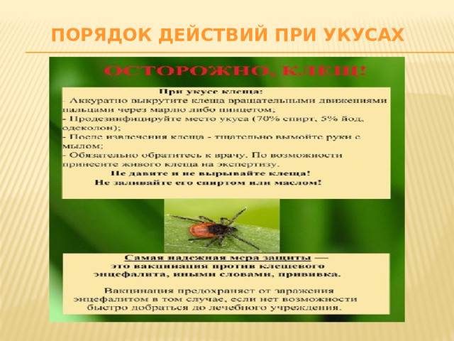 Порядок действий при укусах 
