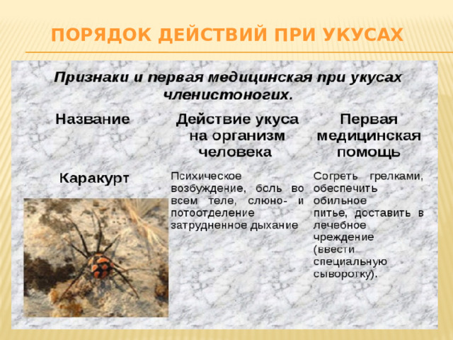 Порядок действий при укусах 