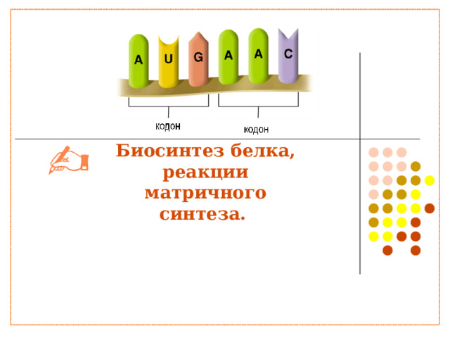 Биосинтез белка, реакции матричного синтеза.                          