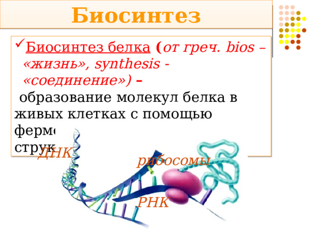 Биосинтез Биосинтез белка ( от греч. bios – «жизнь», synthesis - «соединение») –  образование молекул белка в живых клетках с помощью ферментов и внутриклеточных структур ДНК рибосомы РНК 