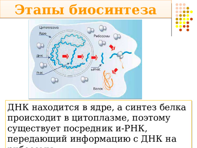 Этапы биосинтеза ДНК находится в ядре, а синтез белка происходит в цитоплазме, поэтому существует посредник и-РНК, передающий информацию с ДНК на рибосомы 